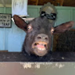 Meet your Posher, Yulin